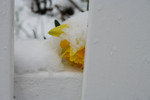 Yellow Daffodil in the Snow