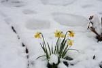Daffodils in Snow, Jacksonville, Oregon