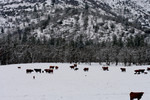 Cows in Snow at Bishop Creek, Ruch, Oregon