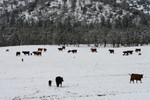 Cattle in Snow, Bishop Creek, Ruch, Oregon