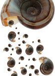 Brown Ramshorn Shells
