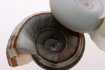 White and Brown Ramshorn Shells