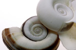 White and Brown Ramshorn Shells
