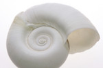White Ramshorn Shell