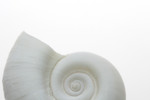 White Ramshorn Shell