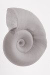 Sepia Toned Ramshorn Shell