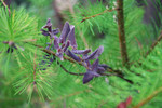 Baby Pine Tree with Purple California Honeysuckle