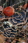 Bracket Fungus Growing on a Tree Stump