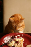 Cat Sneaking Human Food