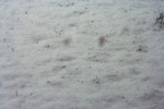 Grass Sprouts Through Snow