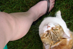 Cat by its Owner’s Leg, Looking Up