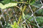 Blackberry Vine Growing Through a Fence