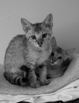 Savannah Kittens - Black and White