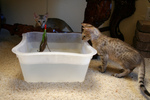 F4 Savannah Kittens Playing With Water
