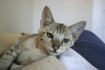 F4 Savannah Kitten With Green Eyes