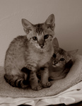 Savannah Kittens - Sepia Toned