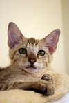 Male Savannah Kitten