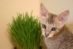 Savannah Kitten With Wheatgrass