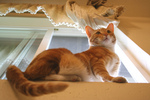 Orange Cat on a Window Sill
