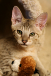 Kitten With a Stuffed Toy