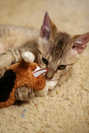Cat Playing With a Stuffed Dog Toy