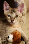 Kitten With a Stuffed Dog Toy
