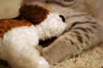 Savanna Kitten With a Stuffed Doggie Toy