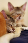 Kittens Resting on a Heating Pad