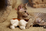 Frisky Savannah Kitten