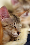 Savannah Kittens Sleeping on a Heating Pad