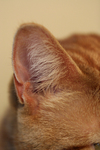 Cat Ear