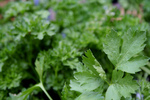 Italian and Curly Parsley