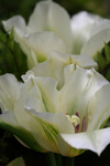 White and Green Tulips