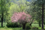 Pink Tamarix Tree