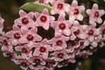 Pink Hoya Flowers With Waterdrops