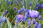 Grape Hyacinths and Anemone Flowers