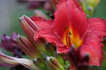 Chicago Day Lily
