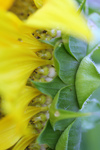 Growing Sunflower Seeds