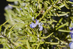 Rosemary Blossoms and Buds