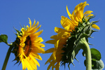 American Giant Sunflowers