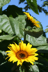 Two American Giant Sunflowers