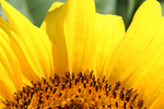 American Giant Sunflower Petals