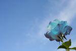Blue Rose Against Blue Sky