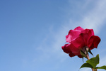 Pink Rose Against Sky