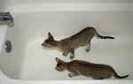 Savannah Kittens Playing in a Tub