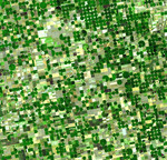 Crop Circles in Kansas