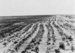 Agriculture, Dust Bowl, Texas
