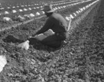 Migrant Worker Thinning and Weeding