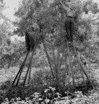 Pear Pickers