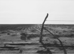Fence in Dust Bowl